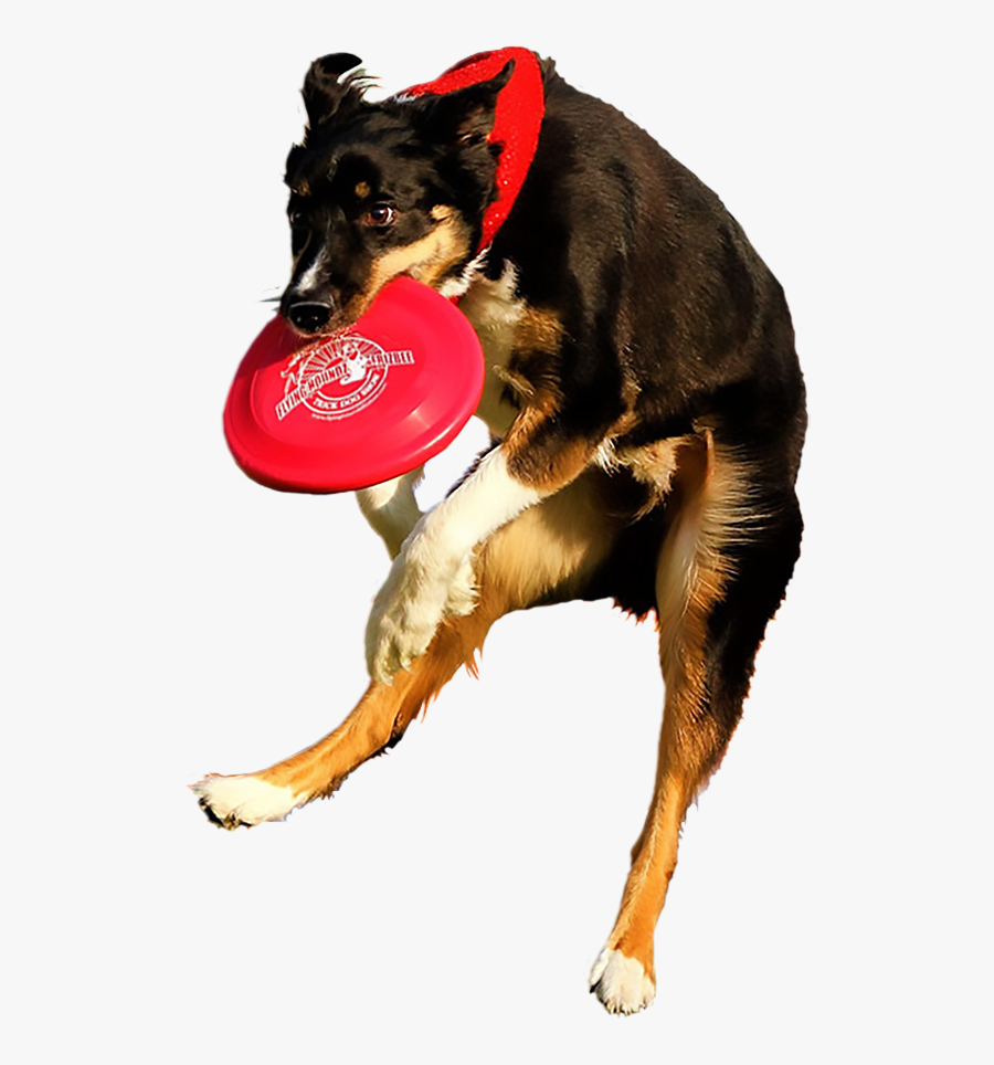 Dog Dancing Png - Dog Catches Something, Transparent Clipart