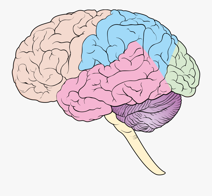 Lobes Of The Brain Blank Diagram, Transparent Clipart