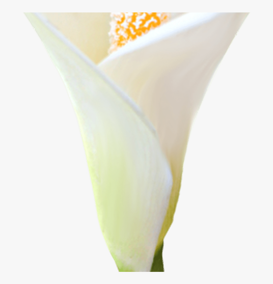 Transparent Calla Lily Flower Clipart Flowers - Close-up, Transparent Clipart