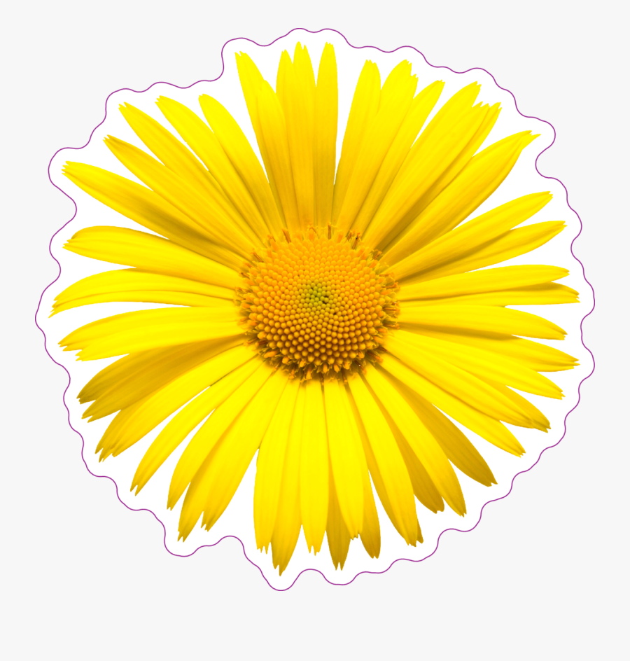 Yellow Daisy Top View Sticker Blume Transparenter Hintergrund - Daisy Top View Png, Transparent Clipart