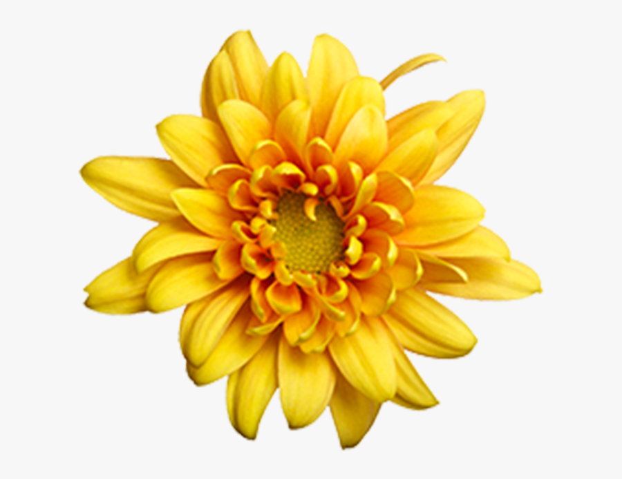 Yellow Daisy Png - Paloma Chrysanthemum, Transparent Clipart