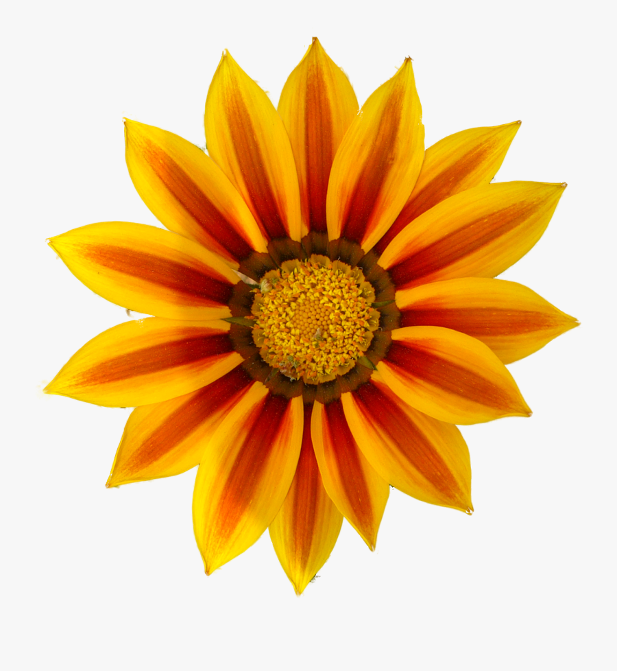 Images For Orange Daisy Png - Orange Flower Clip Art, Transparent Clipart