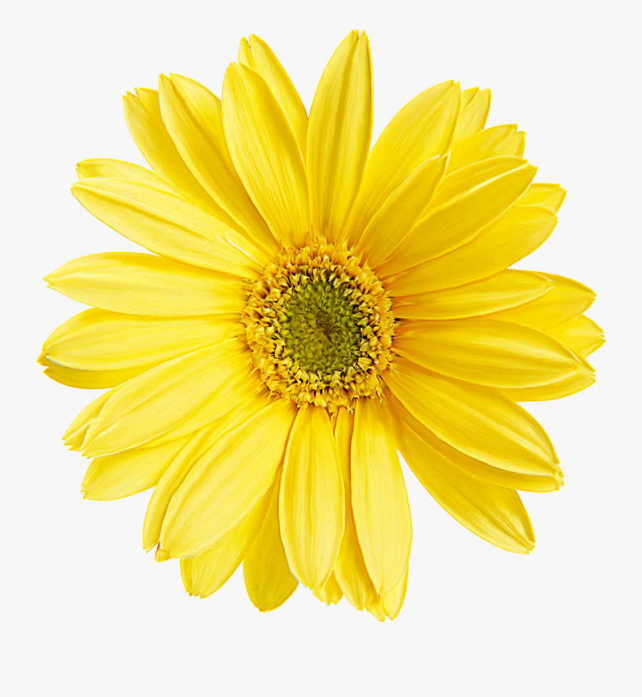 Transparent Paper Flowers Png - Yellow Daisy Transparent Background, Transparent Clipart
