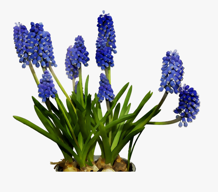 English Lavender Cut Flowers Hyacinth Bluebonnet, Transparent Clipart