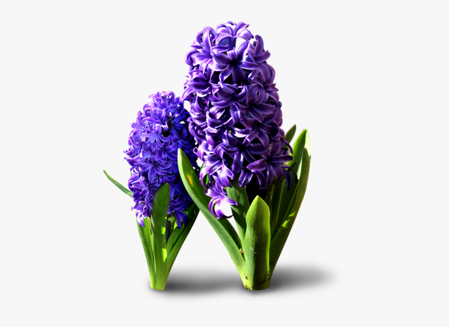 Hyacinth Flowers Png Transparent Background - Hyacinthus Png, Transparent Clipart