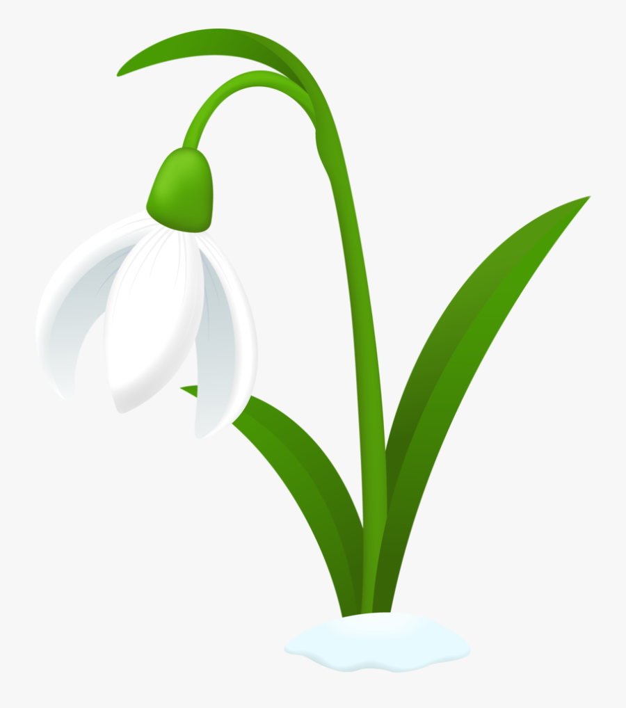 Hyacinth Clipart Snowdrop - Snowdrop Clipart, Transparent Clipart