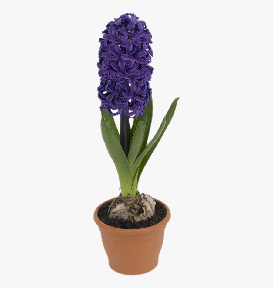 Potted Hyacinth - وکتور سنبل سفره هفت سین, Transparent Clipart