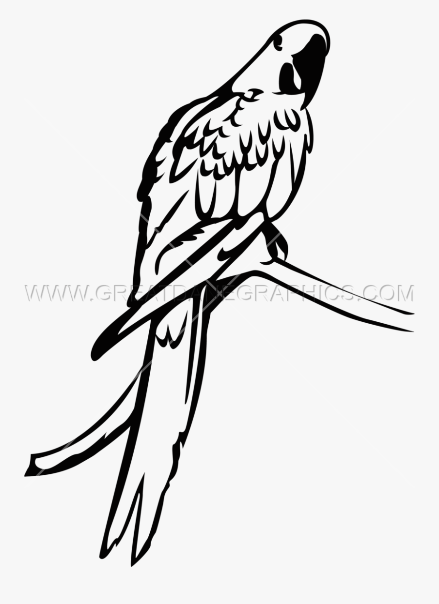 Parrot Drawing Hyacinth For Free Download - Hyacinth Macaw Parrot Black And White, Transparent Clipart