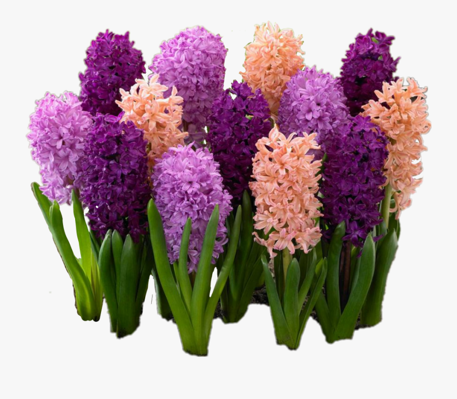 #hyacinth #flowers - Flores Mais Lindas Do Mundo, Transparent Clipart