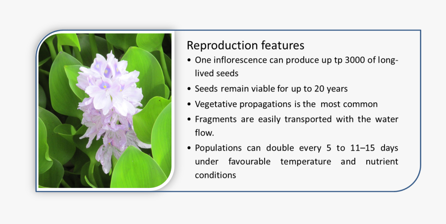 Water Hyacinth Has Special Characteristics That Give - Hyacinth, Transparent Clipart
