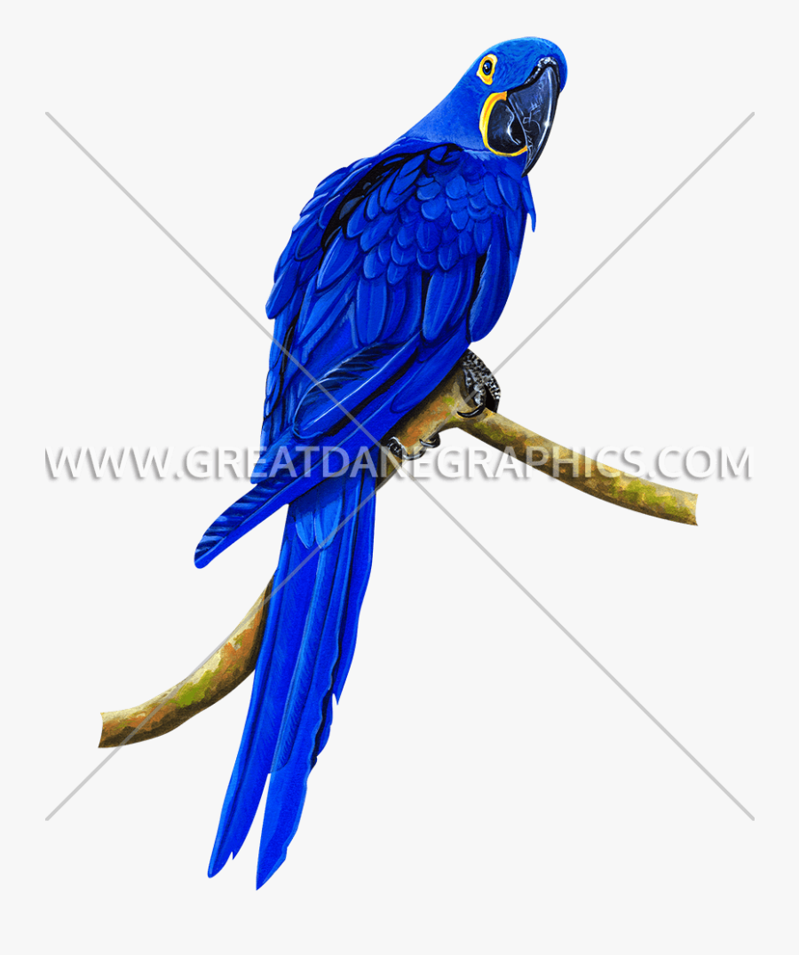 Parrot Clipart Hyacinth Macaw - Macaw, Transparent Clipart