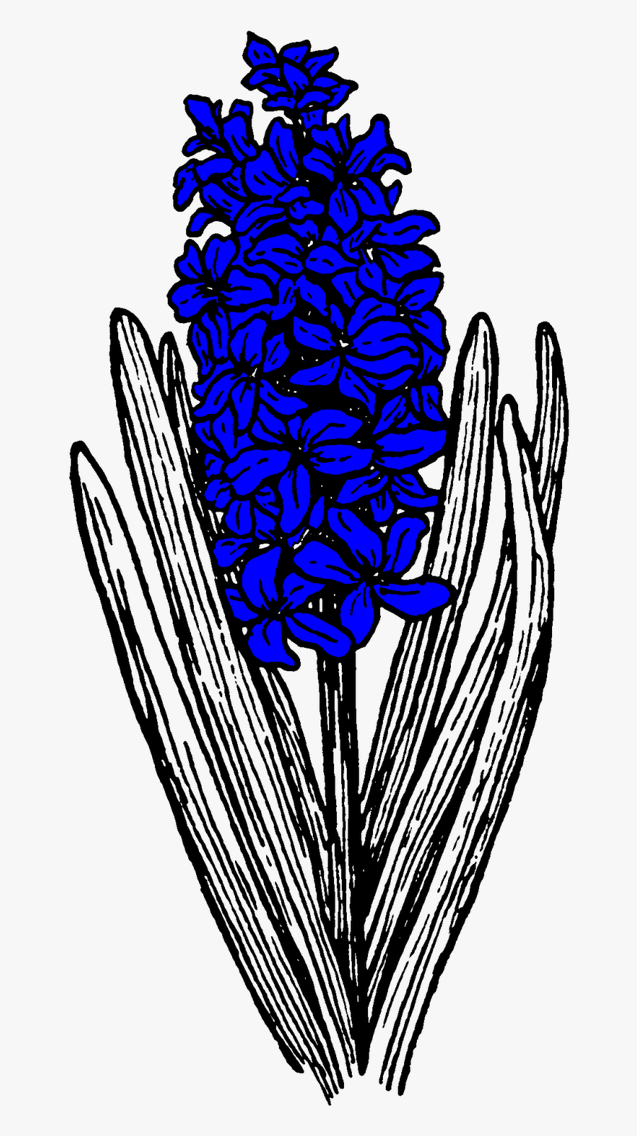 Transparent Smelling Flowers Clipart - Black And White Hyacinth Tattoo, Transparent Clipart