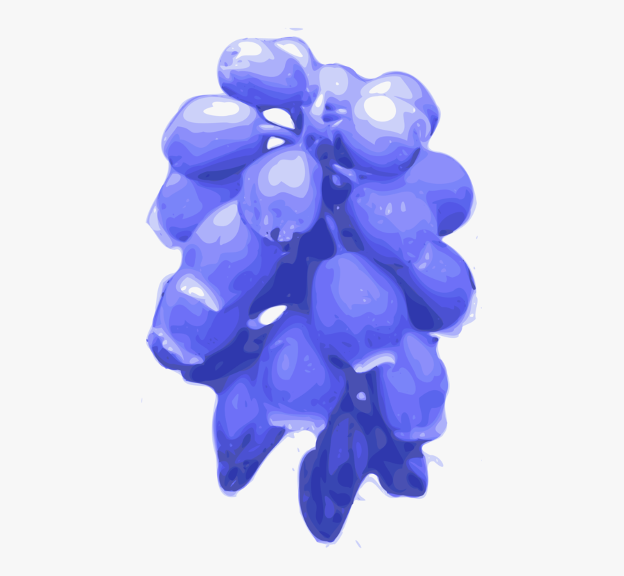 Blue,grape,grapevine Family - Blue Bells Flower Png, Transparent Clipart