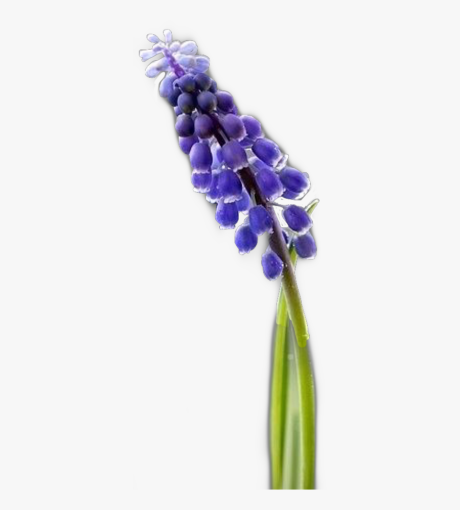 Hyacinth S Flower Freetoedit - Grape Hyacinth, Transparent Clipart