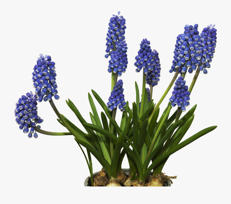 Flower, Blossom, Bloom, Muscari, Frühlingsblüher - Grape Hyacinth Png, Transparent Clipart