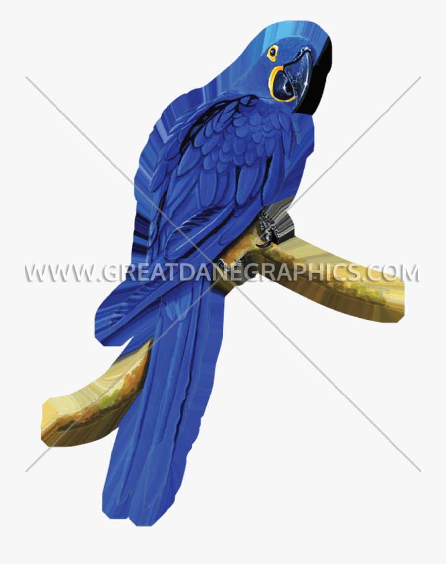 Parrot Clipart Hyacinth Macaw - Macaw, Transparent Clipart