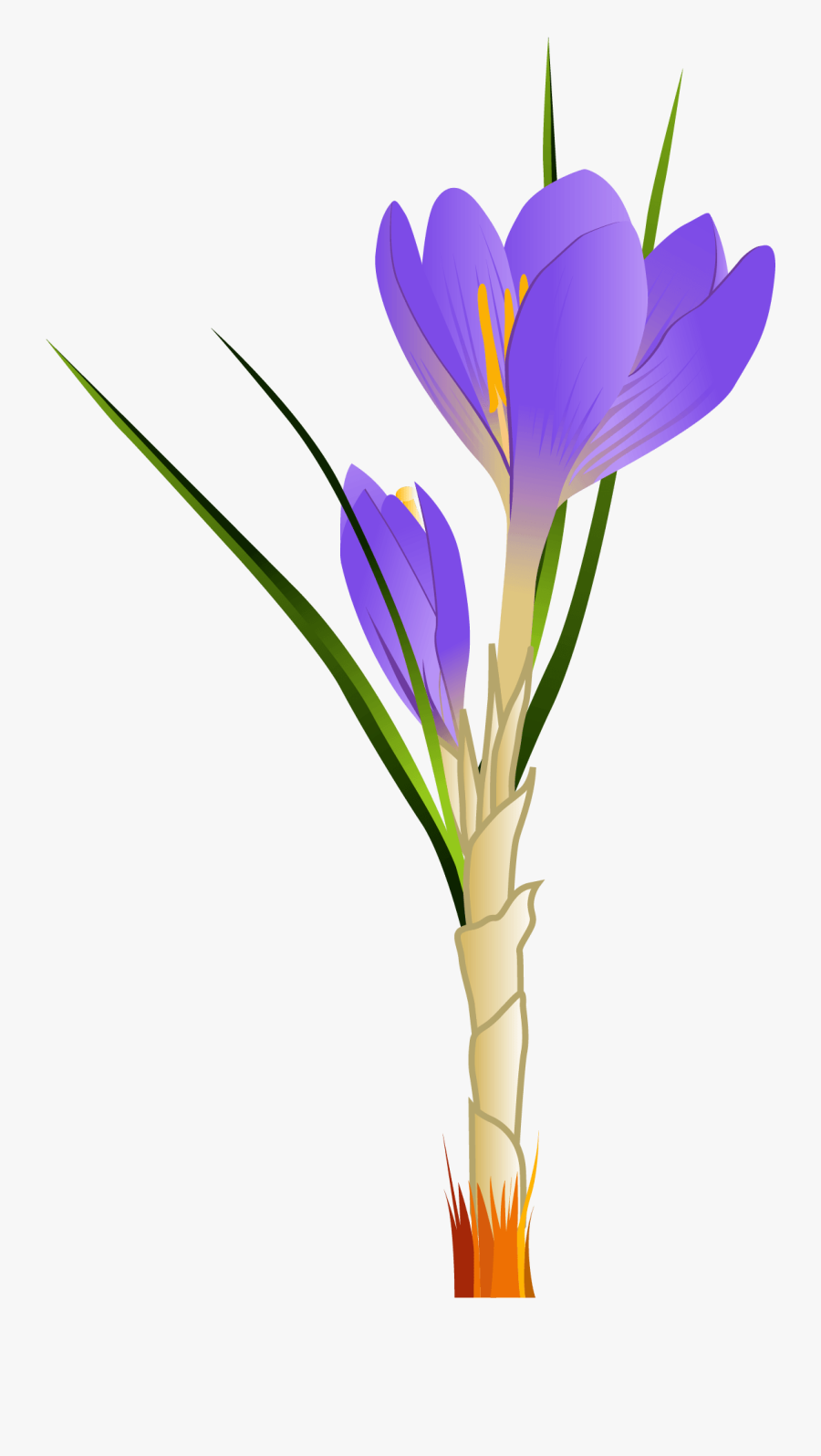 Spring Crocus Png Clipart Picture - Crocuses Clipart, Transparent Clipart