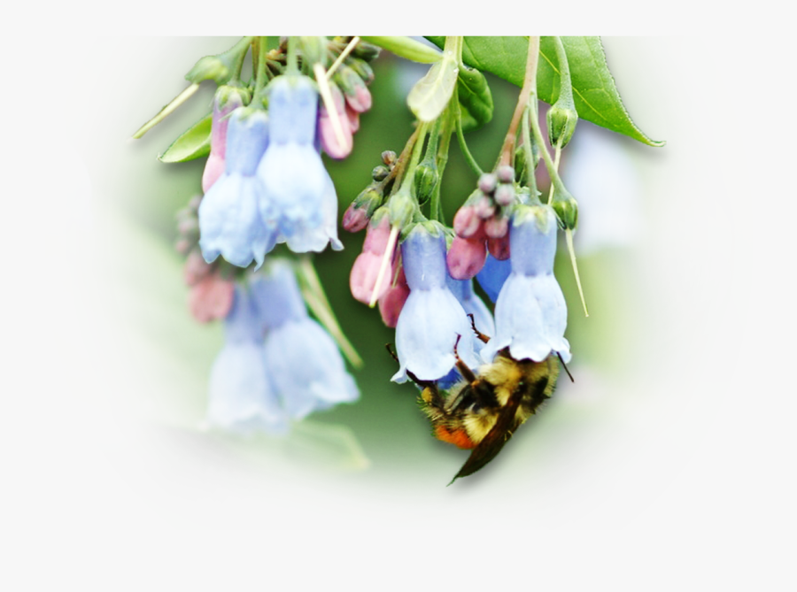 Transparent Flower Bud Png - Bellflower, Transparent Clipart