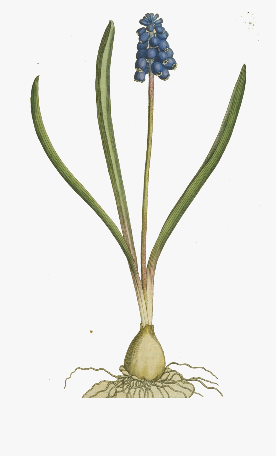 Grape Hyacinth Free Png Image - Muscari Botryoides Mill, Transparent Clipart