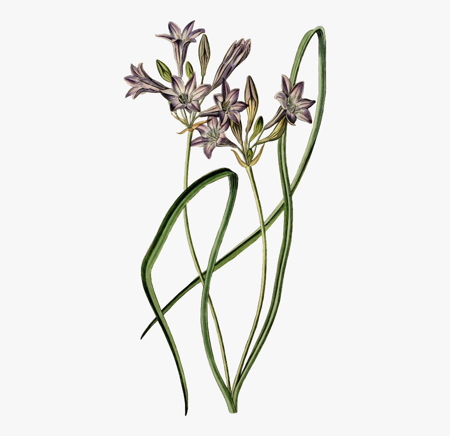 Planta Dibujo Png Clipart , Png Download - Ornamental Plant, Transparent Clipart