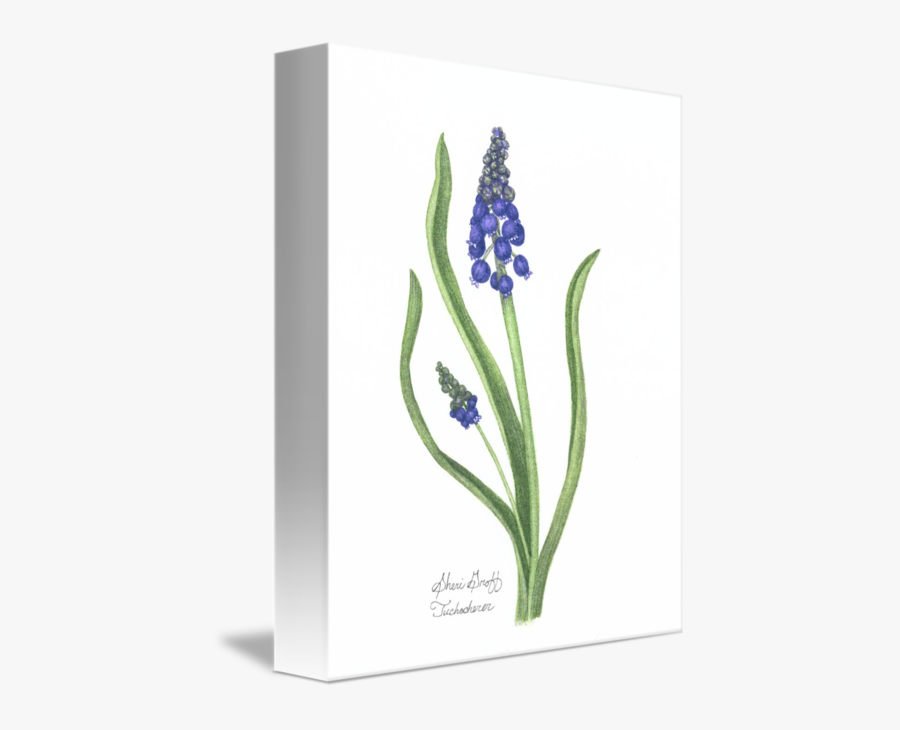 Bluebonnet Vector Draw - Ixia, Transparent Clipart