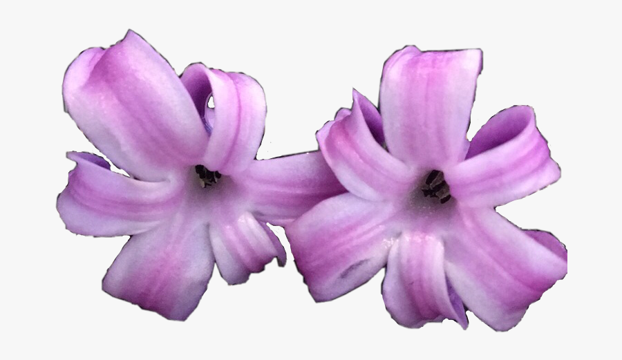 Hyacinth Freetoedit - Lily, Transparent Clipart