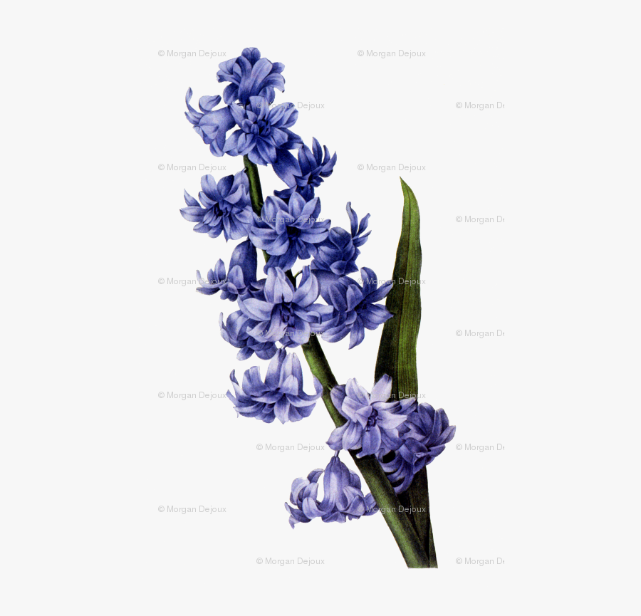 Blue Flowers Botanical Print - Pierre Joseph Redoute Art, Transparent Clipart