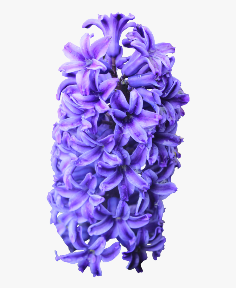 Hyacinth Png, Transparent Clipart