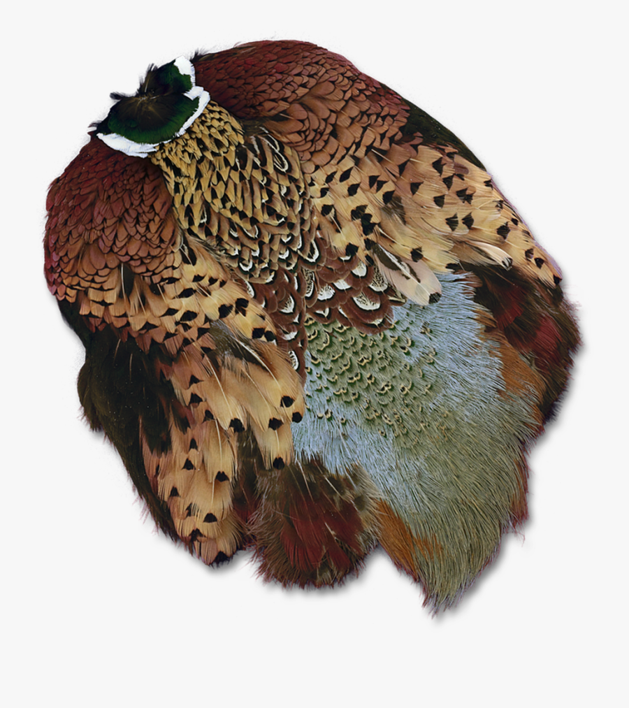 Ringneck Pheasant Skin - Ring-necked Pheasant, Transparent Clipart