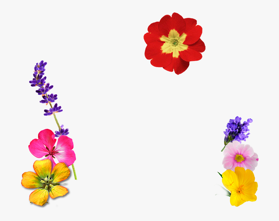 Orchid, Transparent Clipart