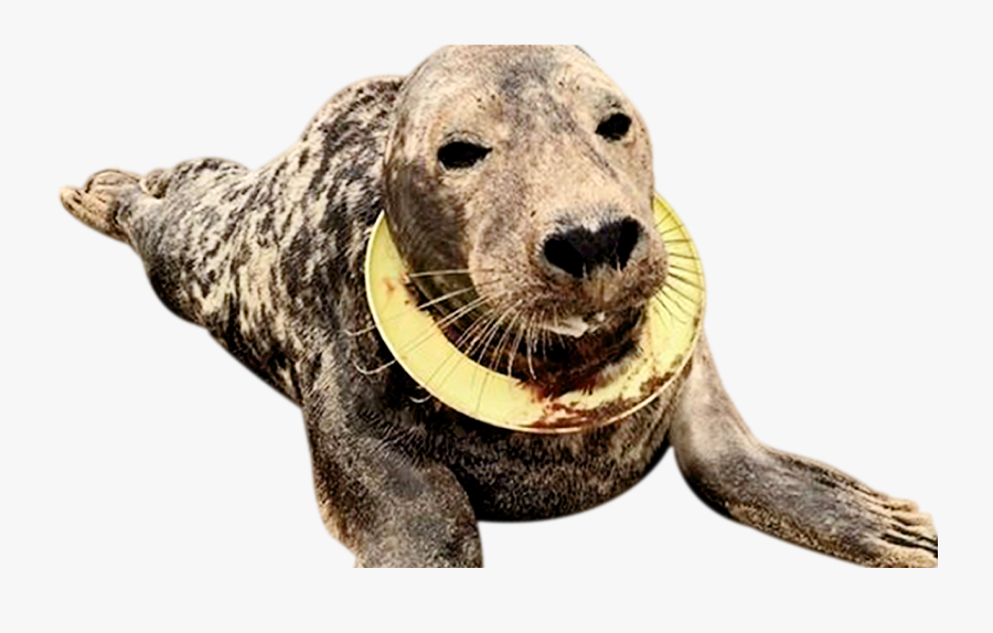 Drawn Seal Cute Fox Couple - Animals Hurt From Plastic, Transparent Clipart