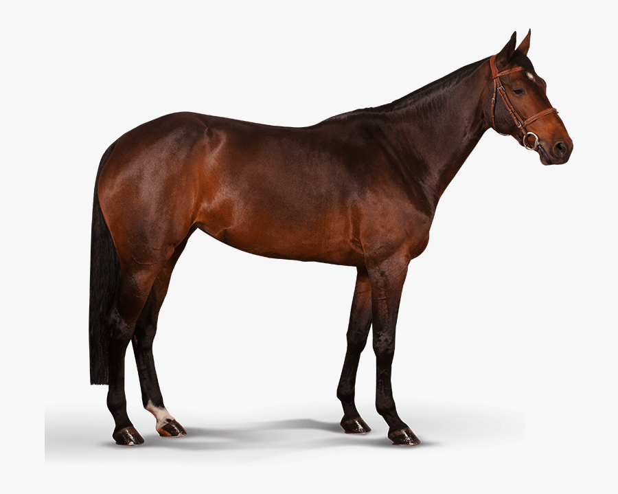 Horse Illustrations - Mustang Rappe, Transparent Clipart