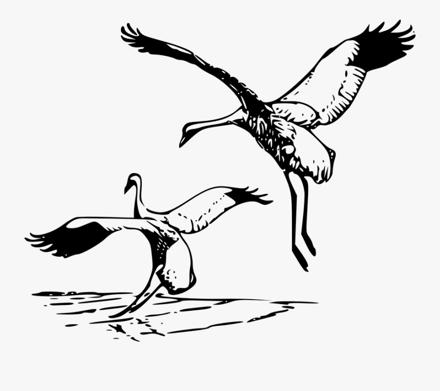 Cranes, Whooping Crane, Wading Bird, Long Legged Bird - Tiger And The Crane, Transparent Clipart