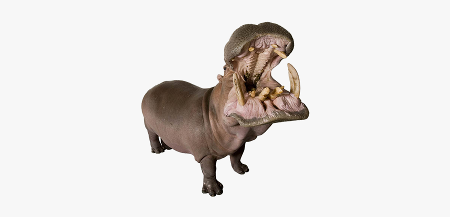 Joel Sartore Photo Ark Gifs, Transparent Clipart