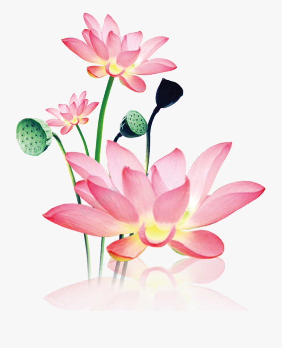 Hand Painted Decorative Free Png Download - Lotus Flower Painting Png, Transparent Clipart