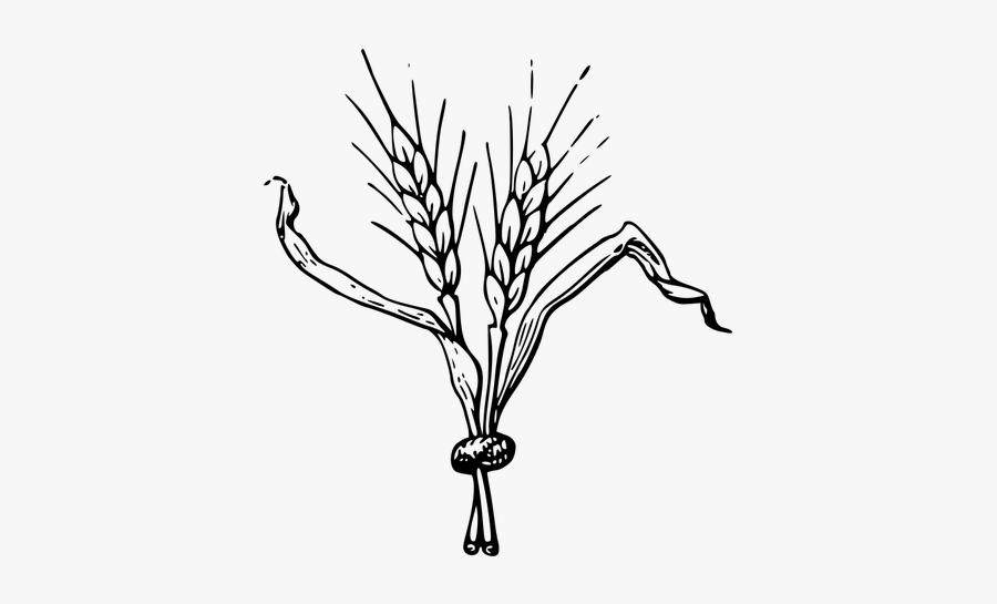 A Cereal Grain - Clip Art Of Barley, Transparent Clipart