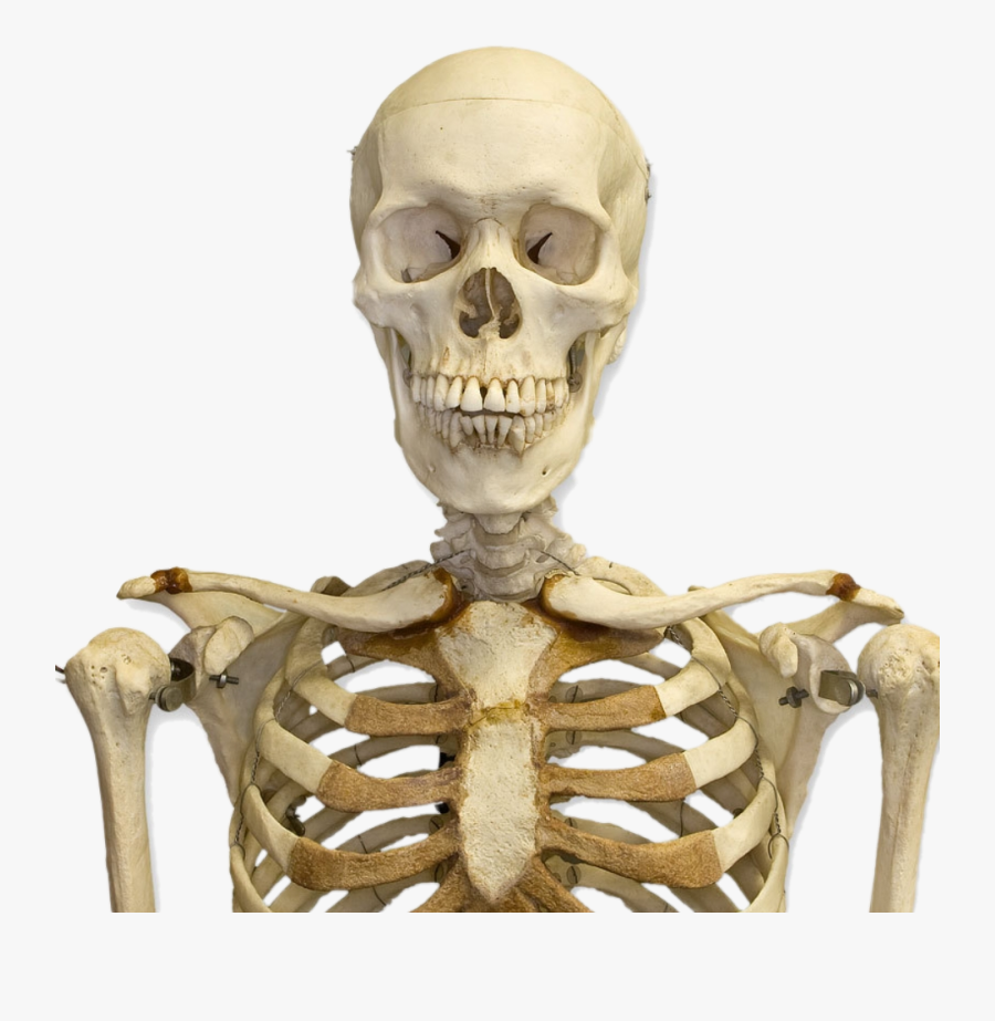 Skelett Sticker By Biancawarner - Medicine Student Quotes Funny, Transparent Clipart