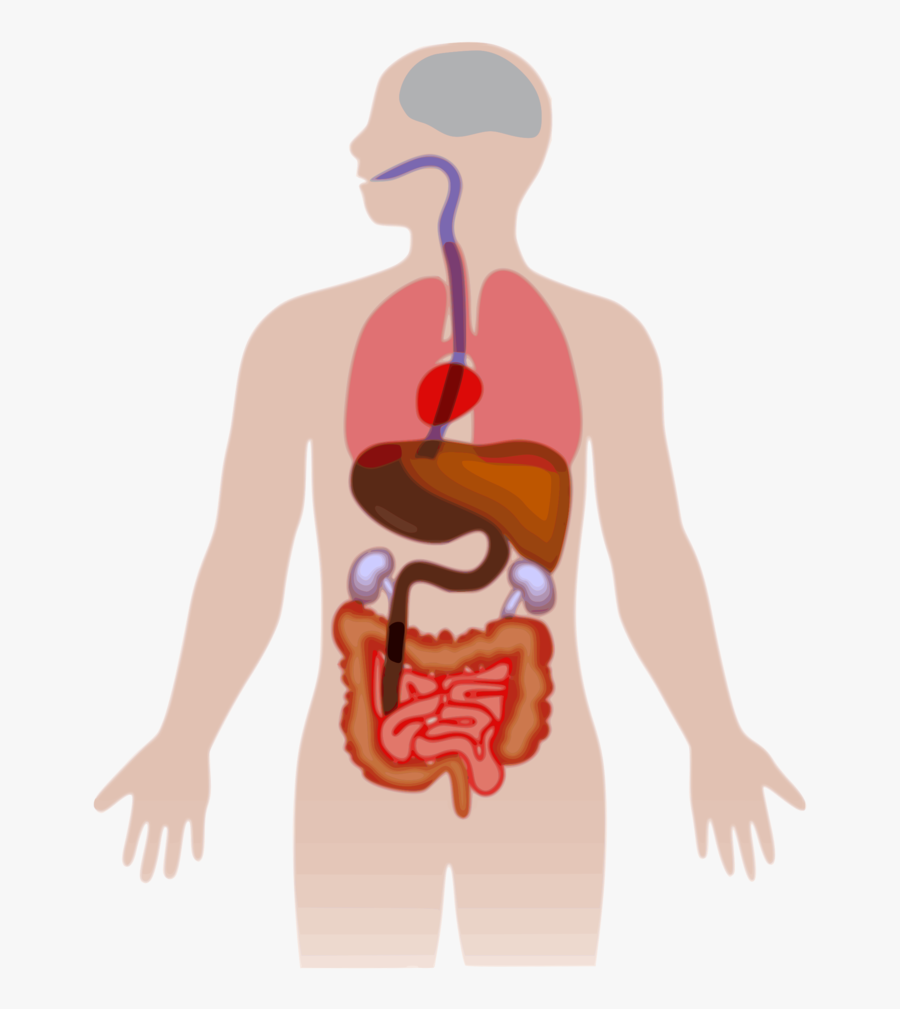 Cliparts For Free - Human Body Organs Clipart, Transparent Clipart