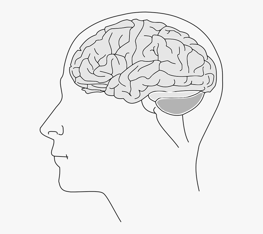 Brain, Anatomy, Physiology, Human, Biology, Thinking - Line Drawing Of Our Brain, Transparent Clipart