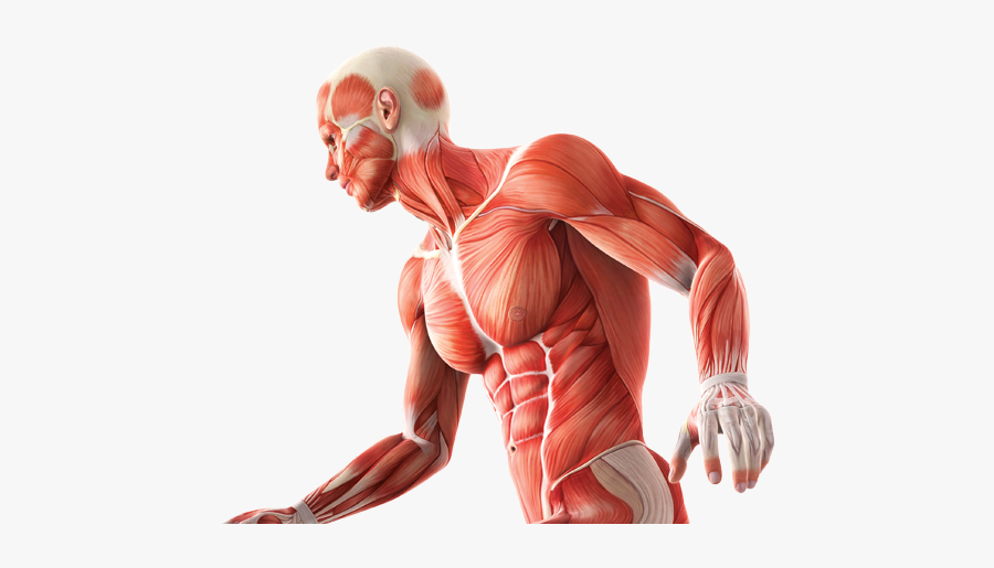 Anatomy And Physiology Png, Transparent Clipart