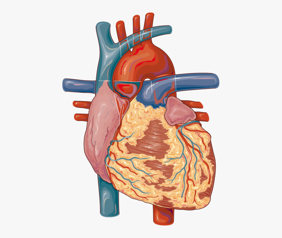 Lymph Nodes In The Heart, Transparent Clipart