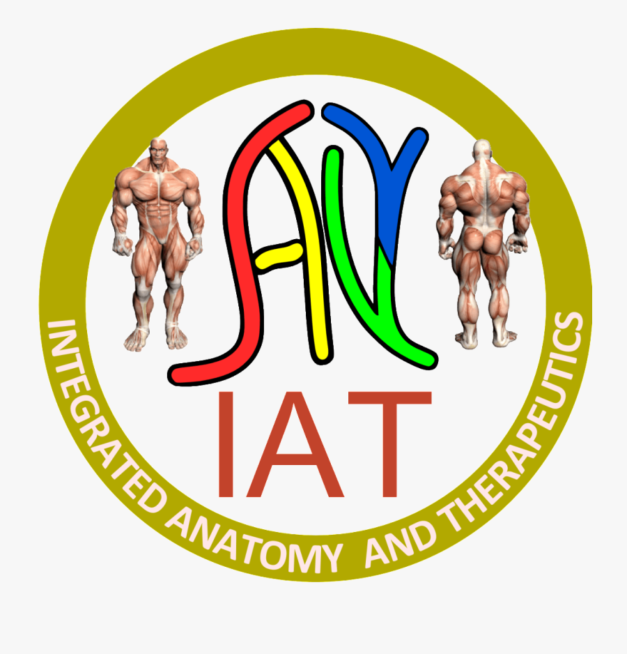 Integrated Anatomy And Therapeutics - Stl Kc Carpenters Regional Council, Transparent Clipart