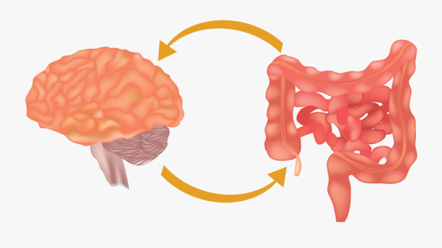 Is There Such A Thing As Gut Instinct Really - Chronic Inflammation In Brain, Transparent Clipart