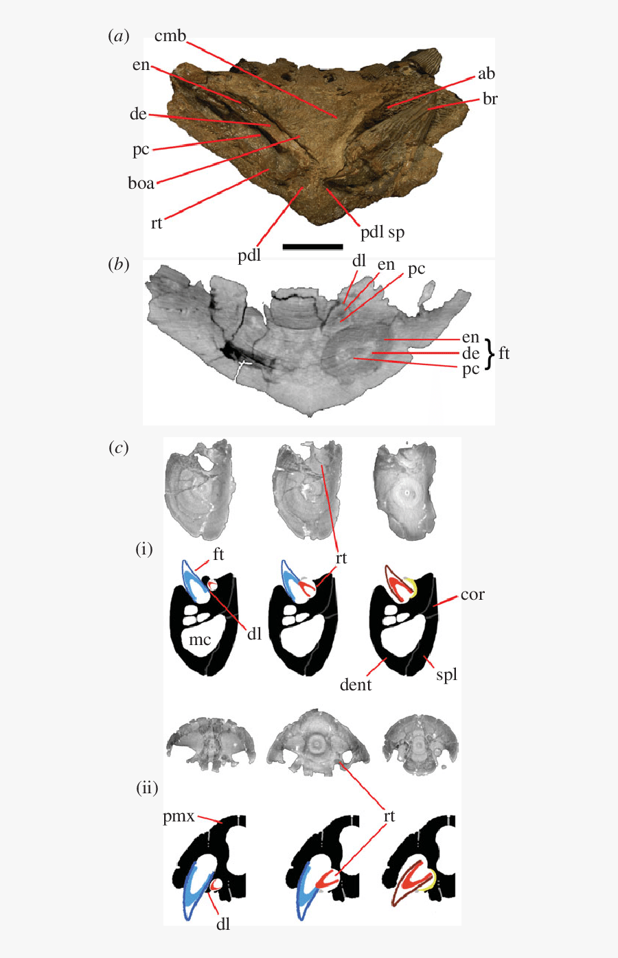 Anatomy Of Tooth Replacement In Pliosaurids - Illustration, Transparent Clipart