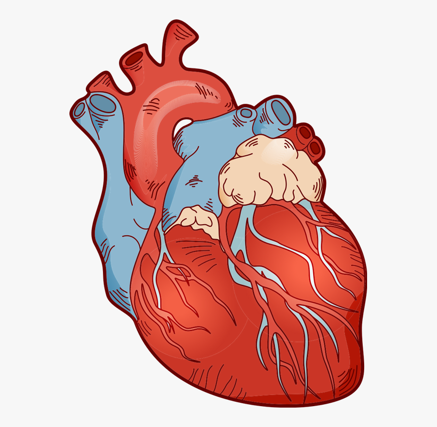 Anatomy Of The Heart, Transparent Clipart