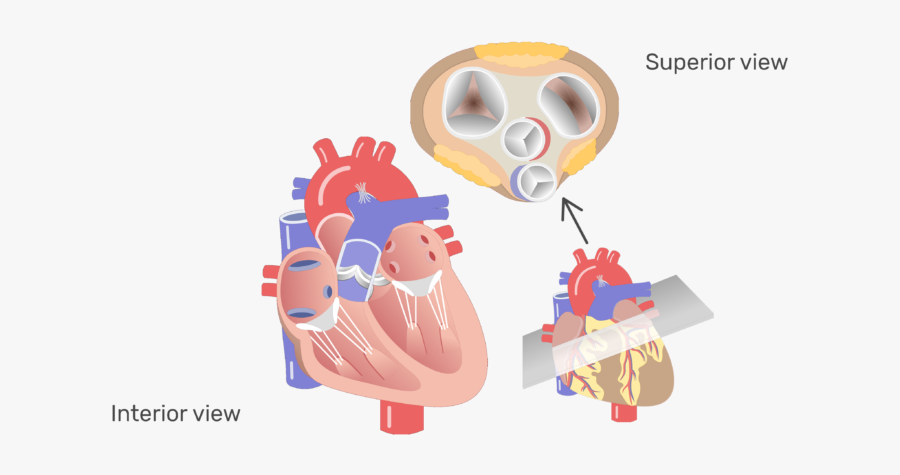 The Four Valves Of The Heart Animation Slide - Semilunar Valves Unlabelled, Transparent Clipart