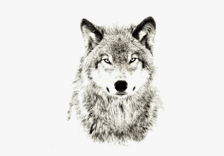 Gray Wolf Sheep Sleep Lone Wolf Puppy - Wolves Don T Lose Sleep Over Opinions, Transparent Clipart