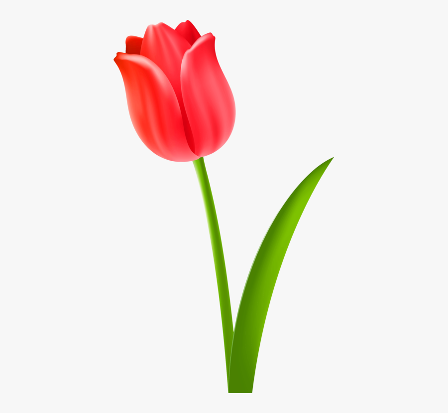 Plant,flower,petal - Red Tulips Flowers Clipart, Transparent Clipart