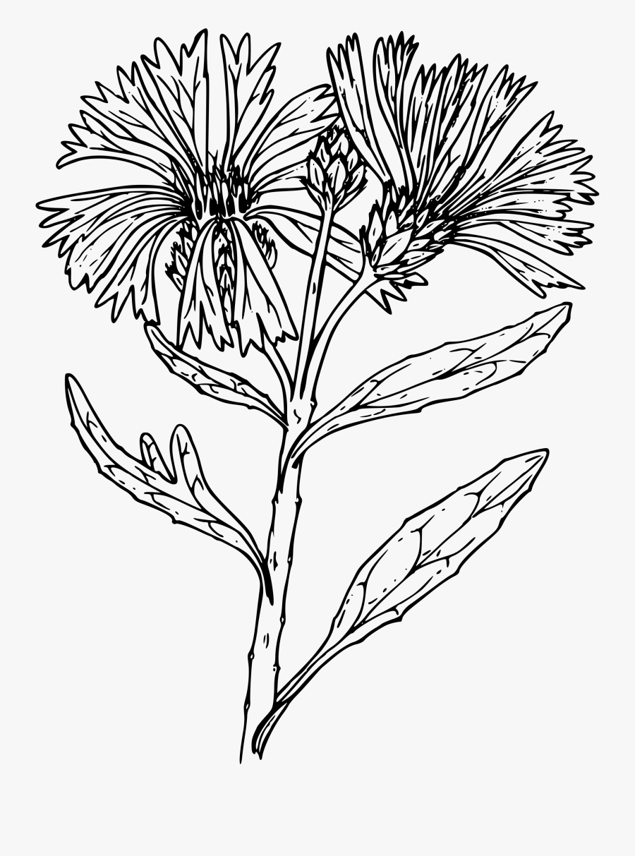 Image Black And White Download Clipart Bachelor S Big - Wildflower Transparent, Transparent Clipart