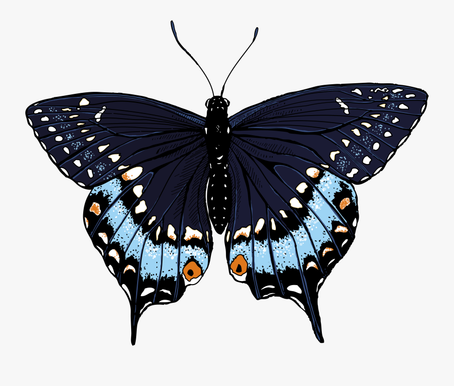 Butterfly Illustrations - Clipart Library - Black Swallowtail Butterfly Illustration, Transparent Clipart